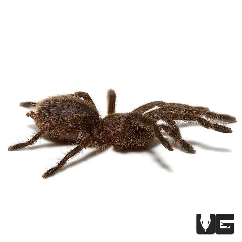 20619 cobalt blue tarantula uk habitat