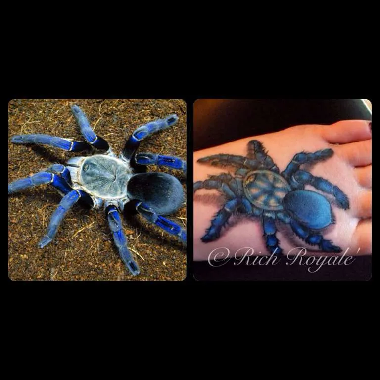 20619 cobalt blue tarantula uk housing