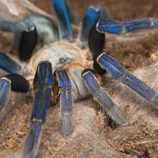 /img/20619-cobalt-blue-tarantula-uk-lifespan.webp
