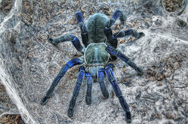 20619 cobalt blue tarantula uk main