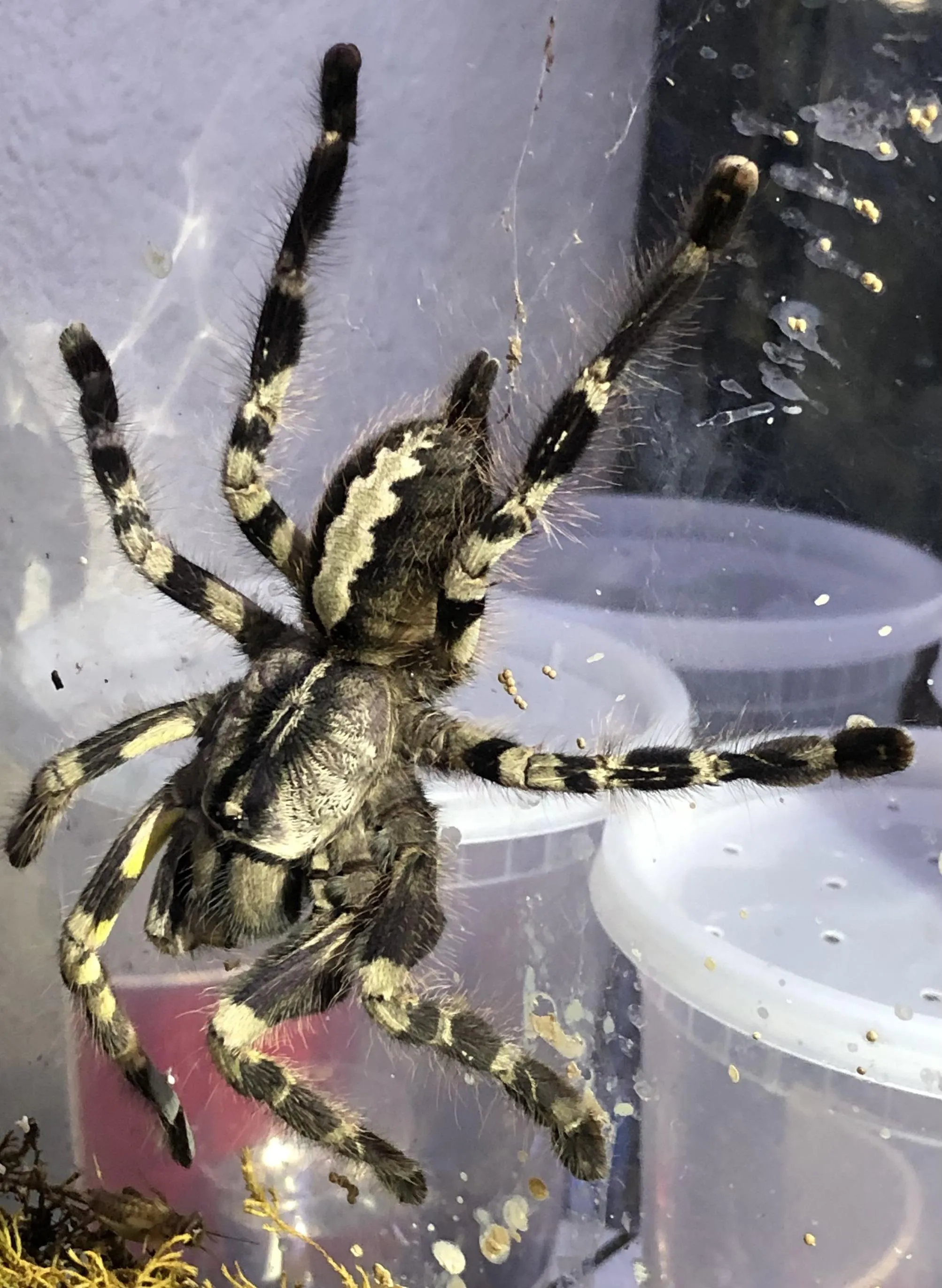20621 chilean rose hair tarantula