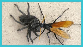 20621 curly hair tarantula