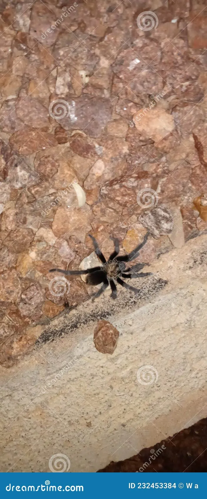 20621 feeding tarantula