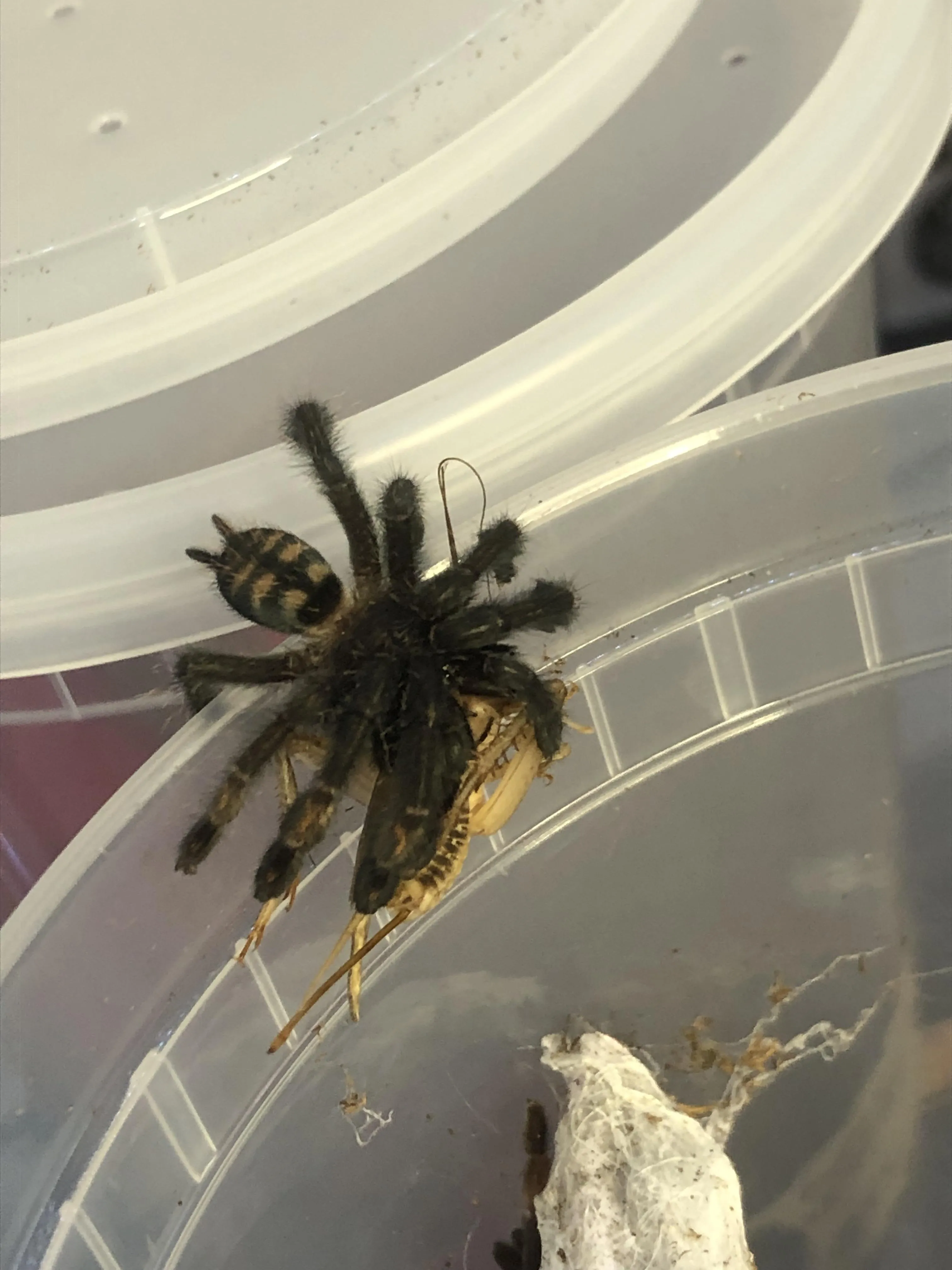 20621 mexican red knee tarantula