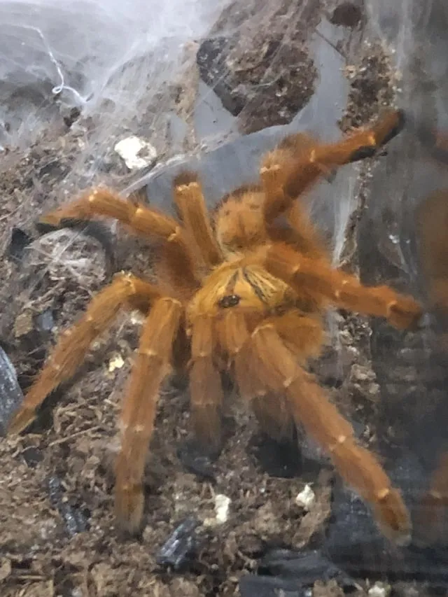 20621 pink zebra beauty tarantula