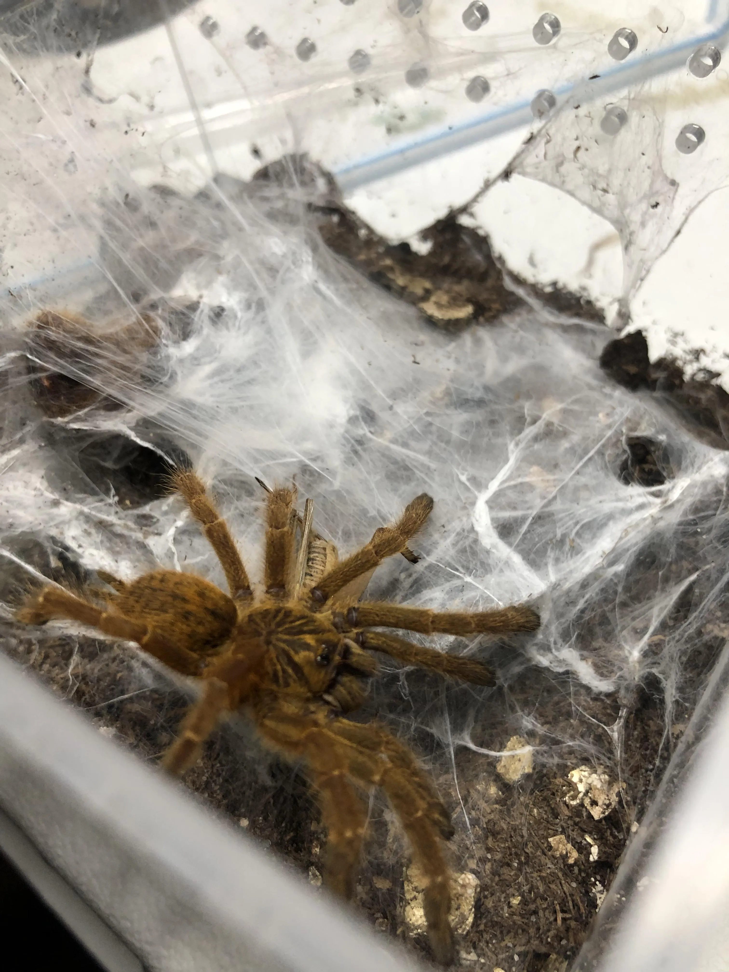 20621 texas tan tarantula