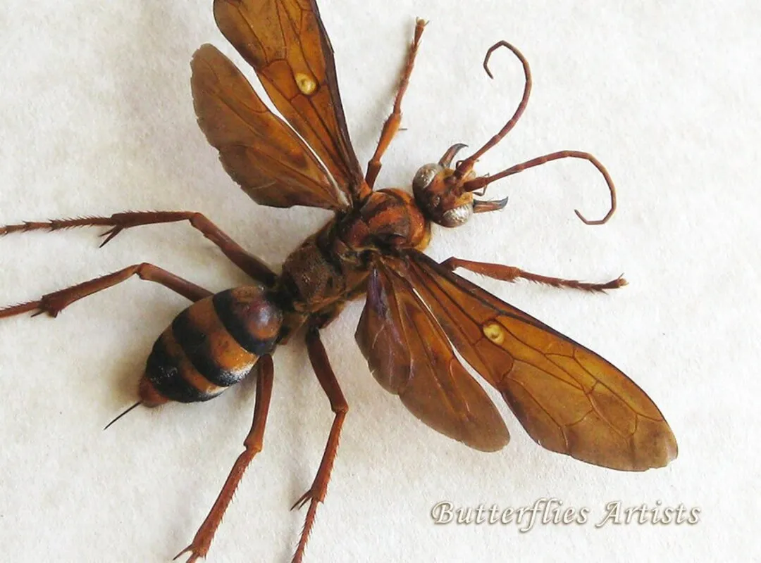 20624 tarantula hawk wasp habitat
