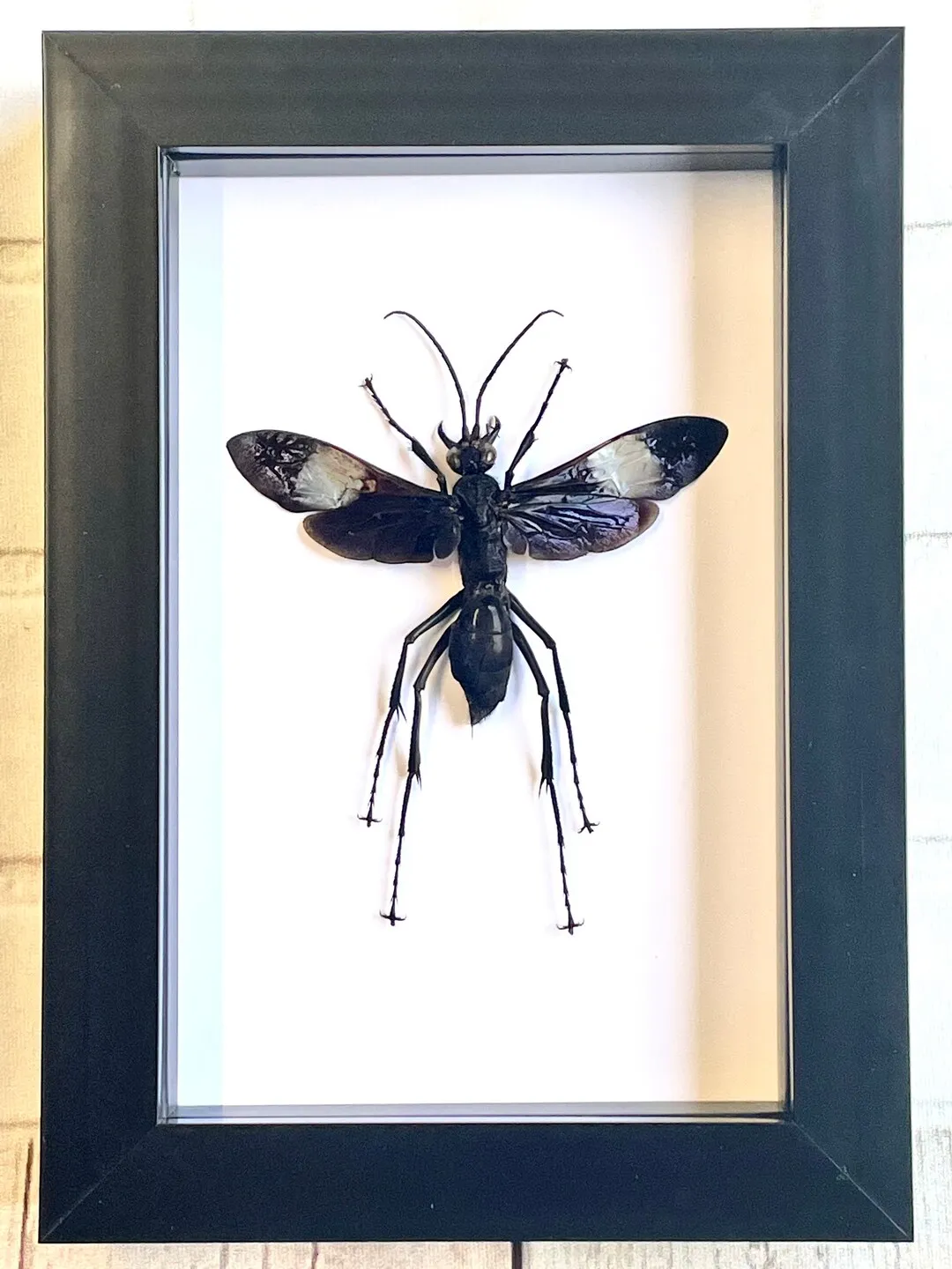 /img/20624-tarantula-hawk-wasp-human-interaction.webp