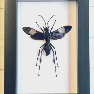 /img/20624-tarantula-hawk-wasp-human-interaction.webp
