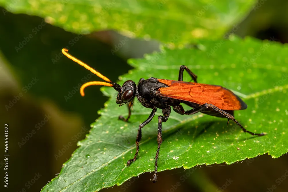 20624 tarantula hawk wasp hunting