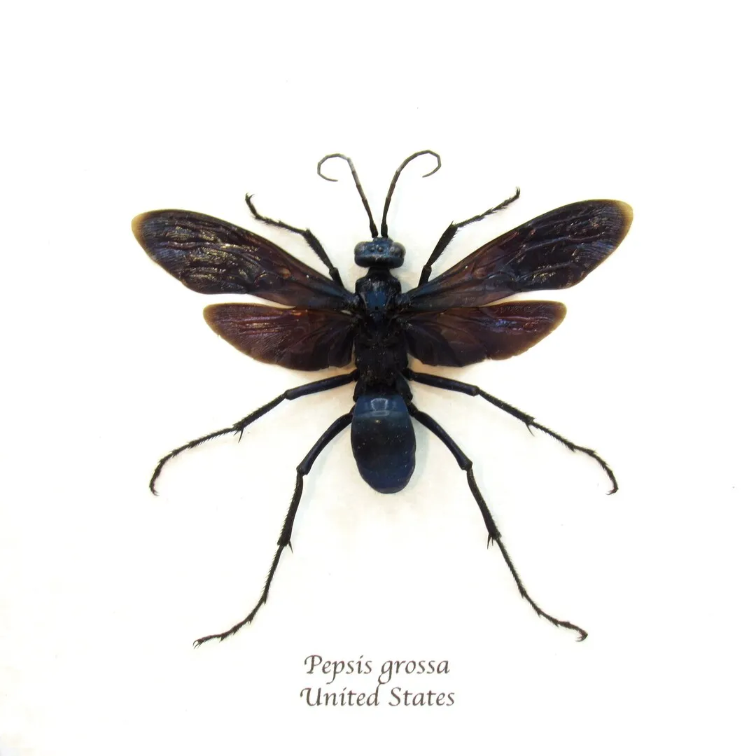 20624 tarantula hawk wasp mating