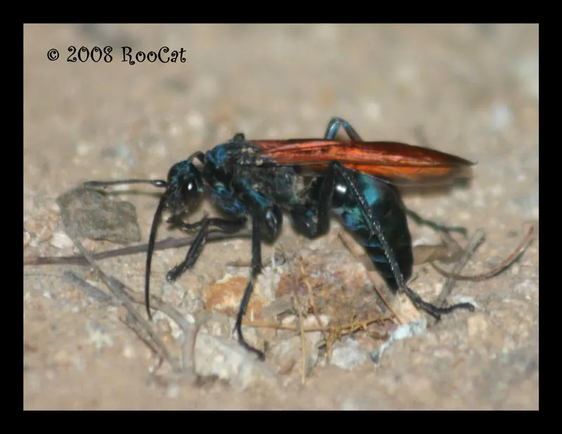 20624 tarantula hawk wasp size