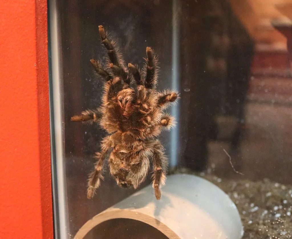 20625 tarantula 2 setup