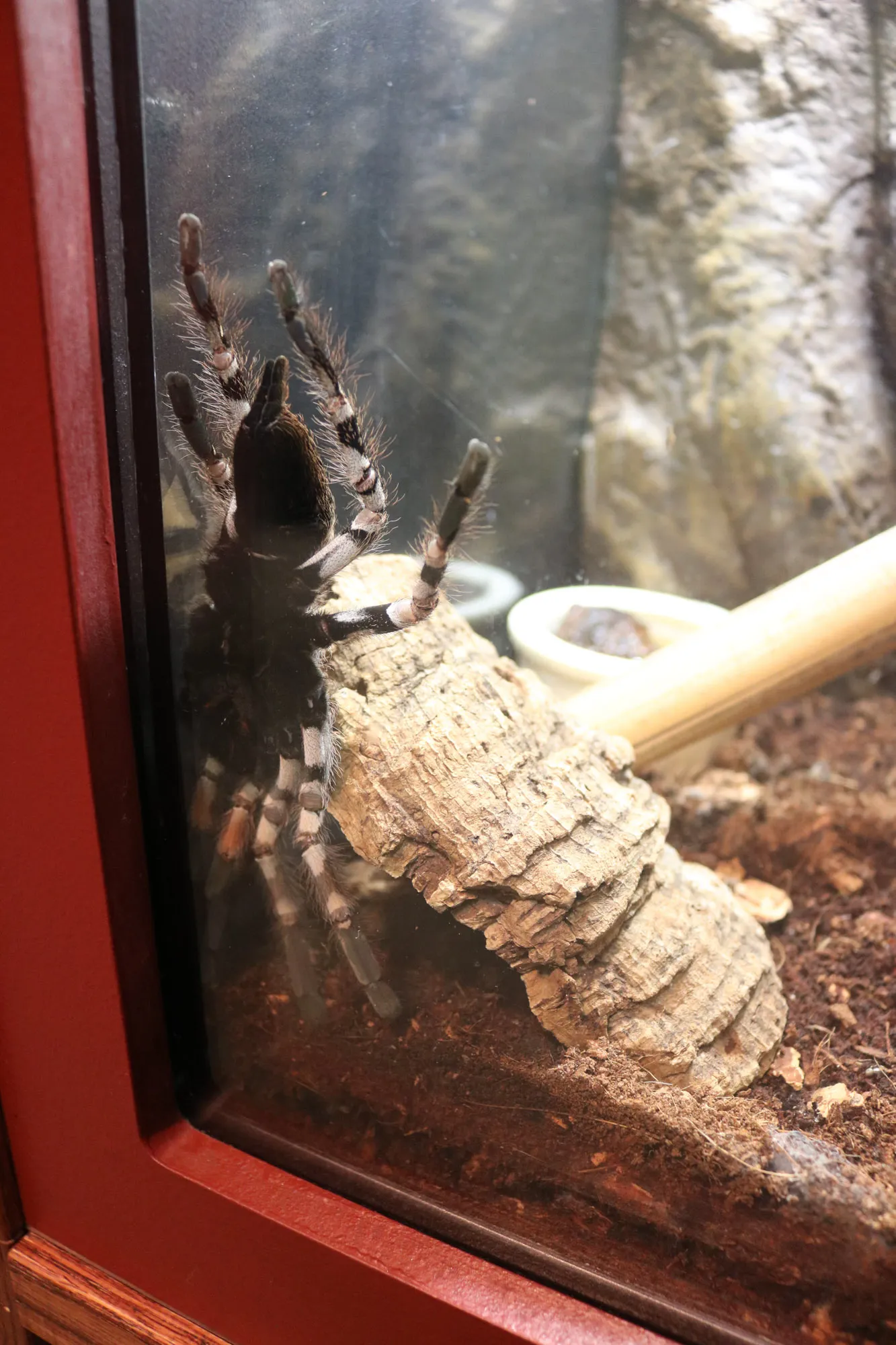 /img/20625-tarantula-2-support.webp