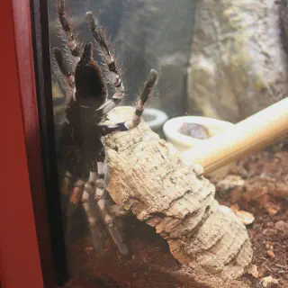 /img/20625-tarantula-2-support.webp