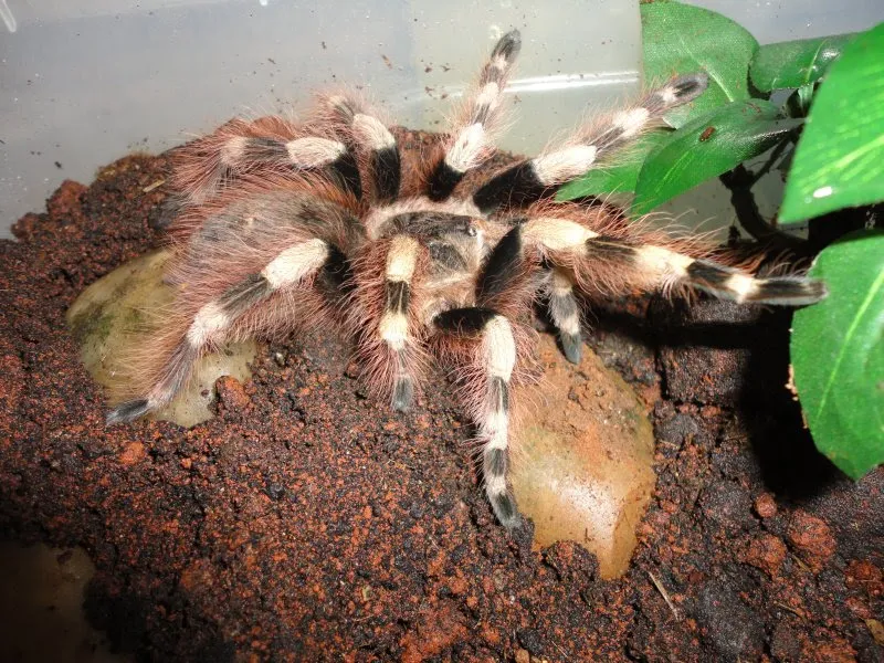 20625 tarantula 2 workflow
