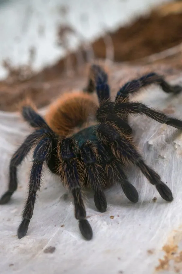 20627 green bottle blue spiderling behavior