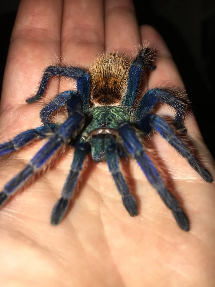 20627 green bottle blue spiderling feeding