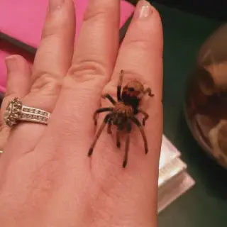 /img/20627-green-bottle-blue-spiderling-molting.webp