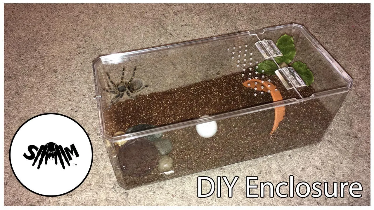 /img/20629-tarantula-cleaning.webp