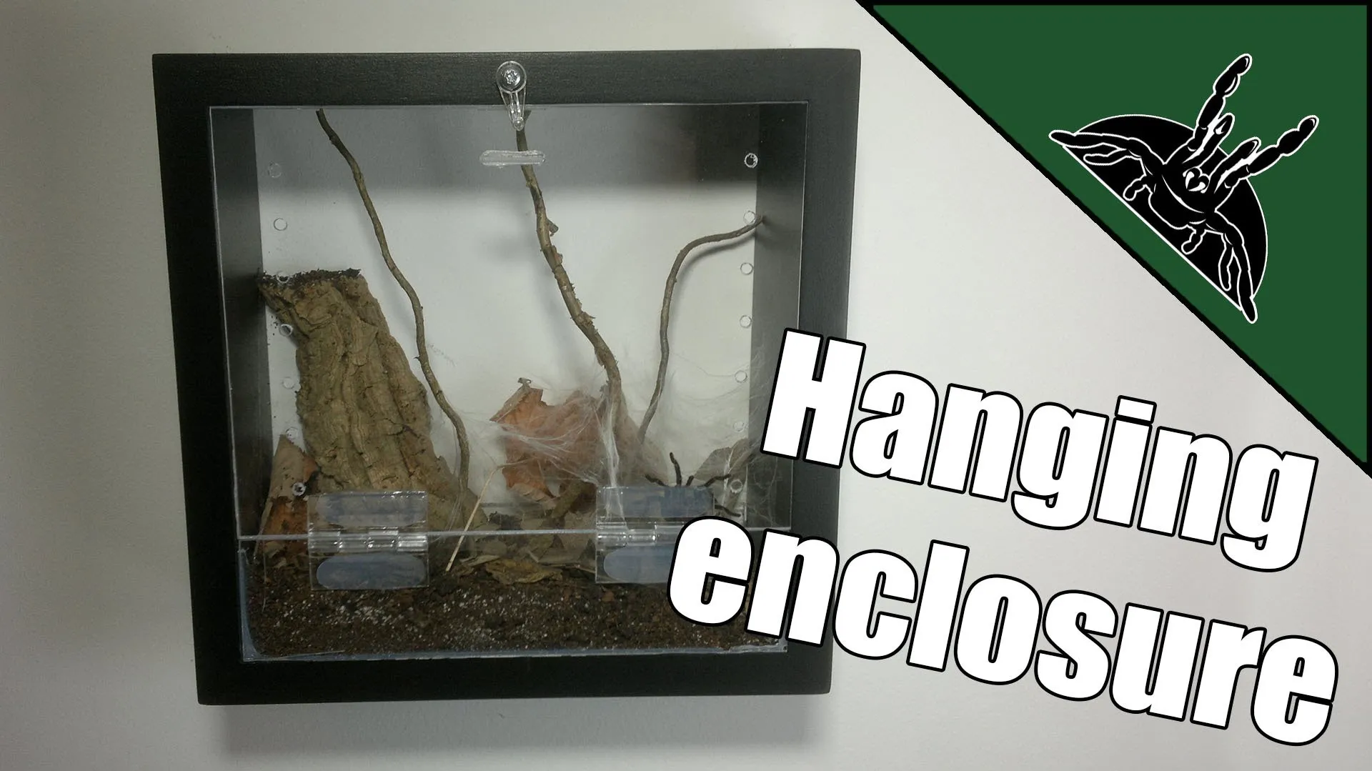 20629 tarantula feeding