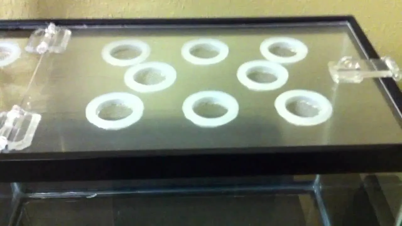 20629 tarantula water dish