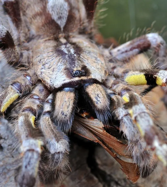 20630 cleaning tarantula bite