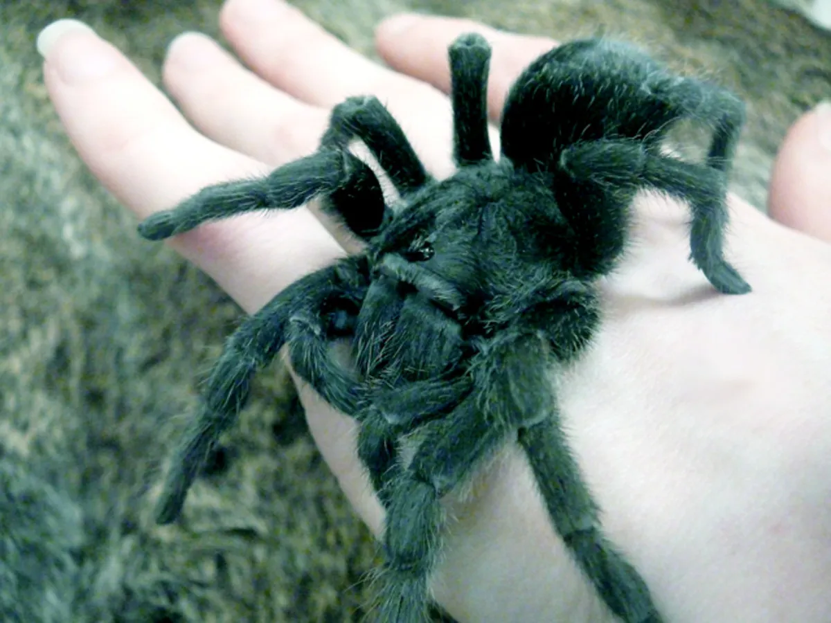 20630 doctor tarantula bite