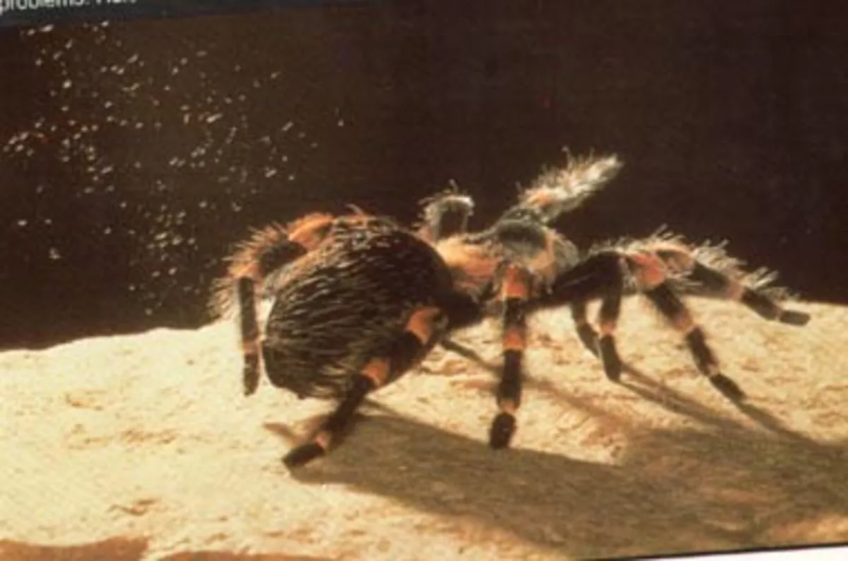20630 preventing tarantula bites