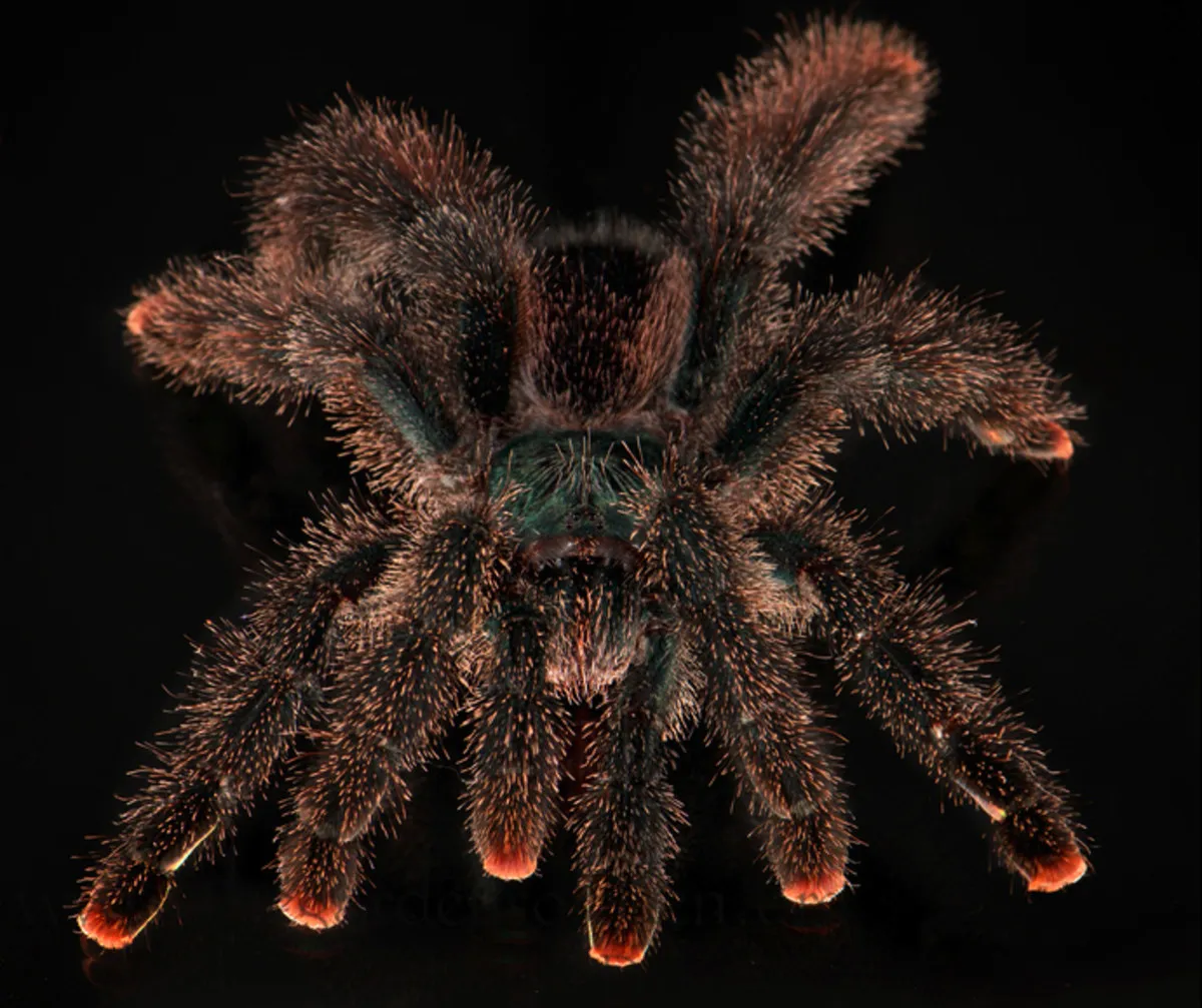 /img/20630-safe-handling-tarantulas.webp