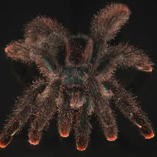 /img/20630-safe-handling-tarantulas.webp
