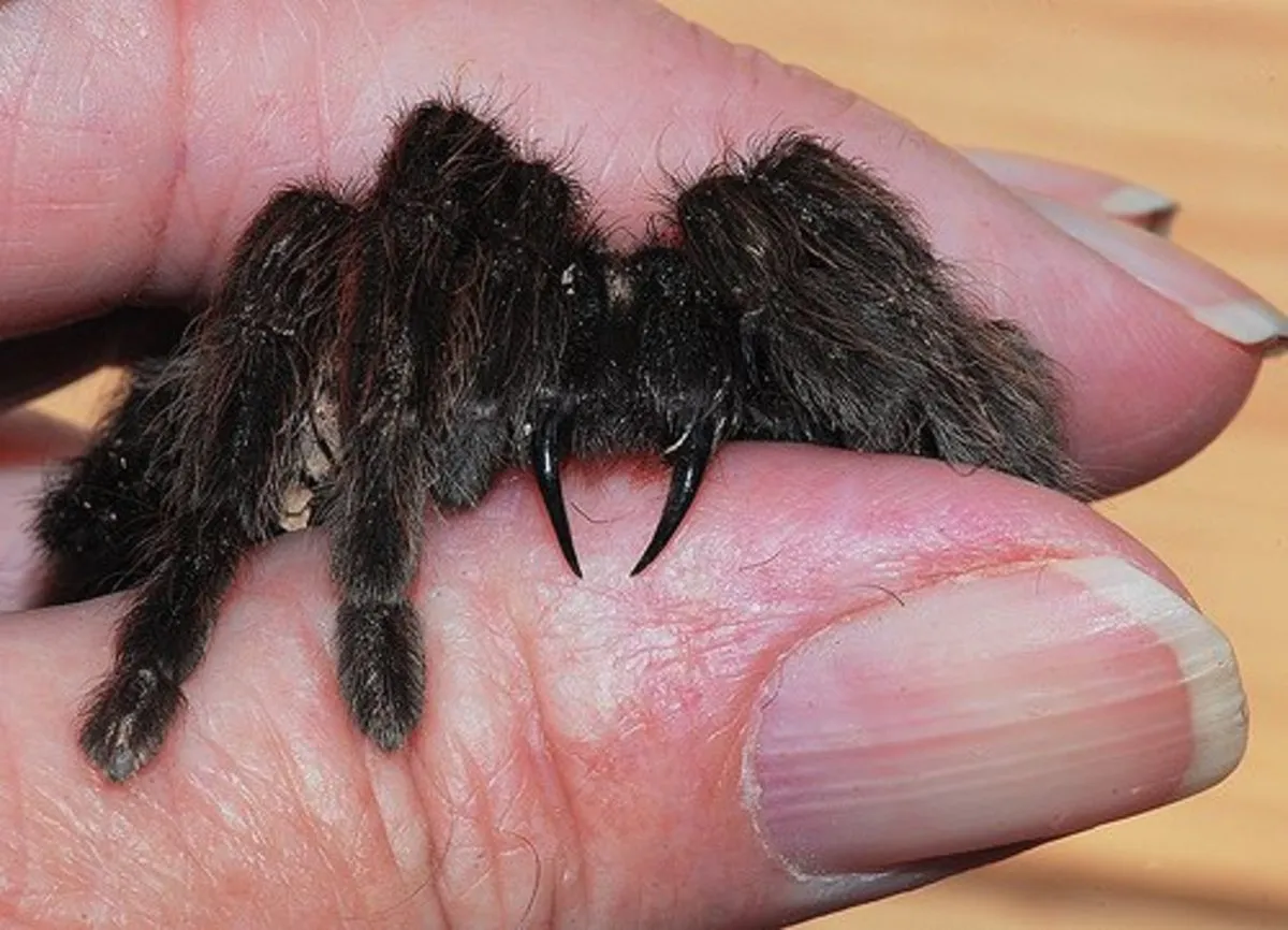 20630 tarantula bite