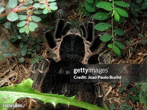 20633 tarantula abdomen problems