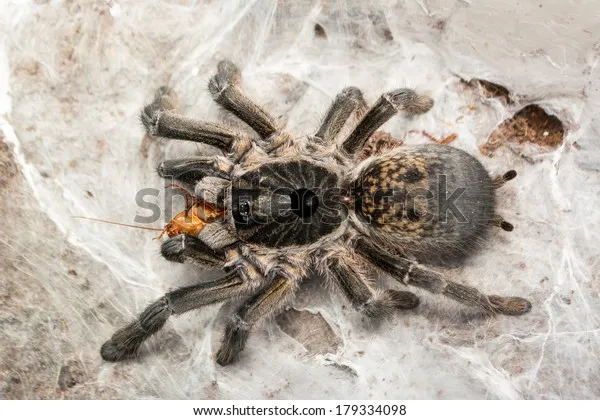 20633 tarantula enclosure setup