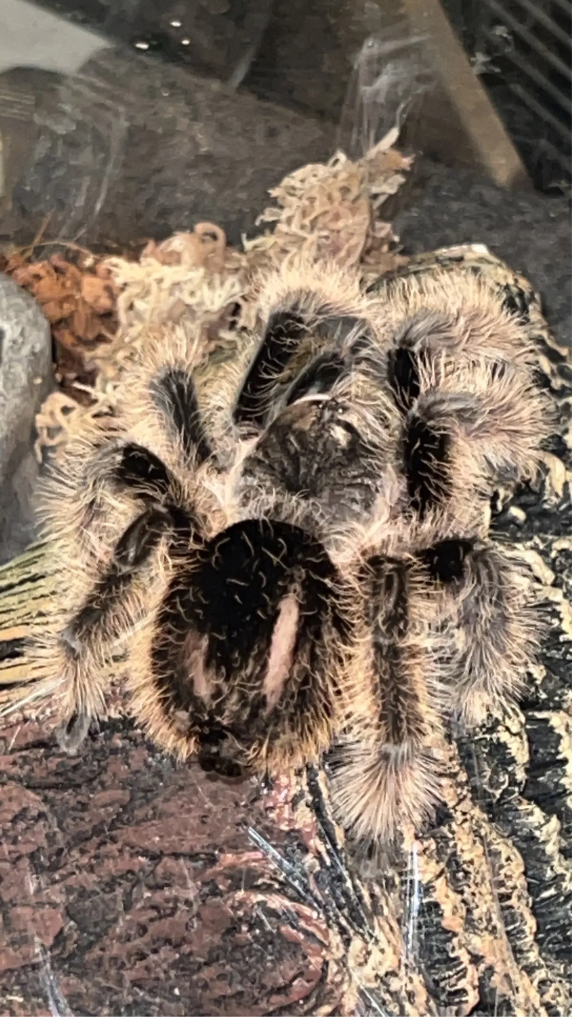 20633 tarantula handling safely