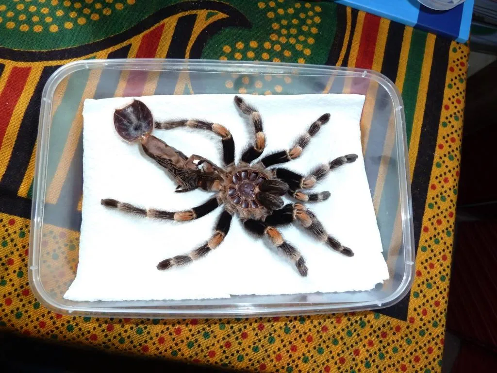 20633 tarantula molting process