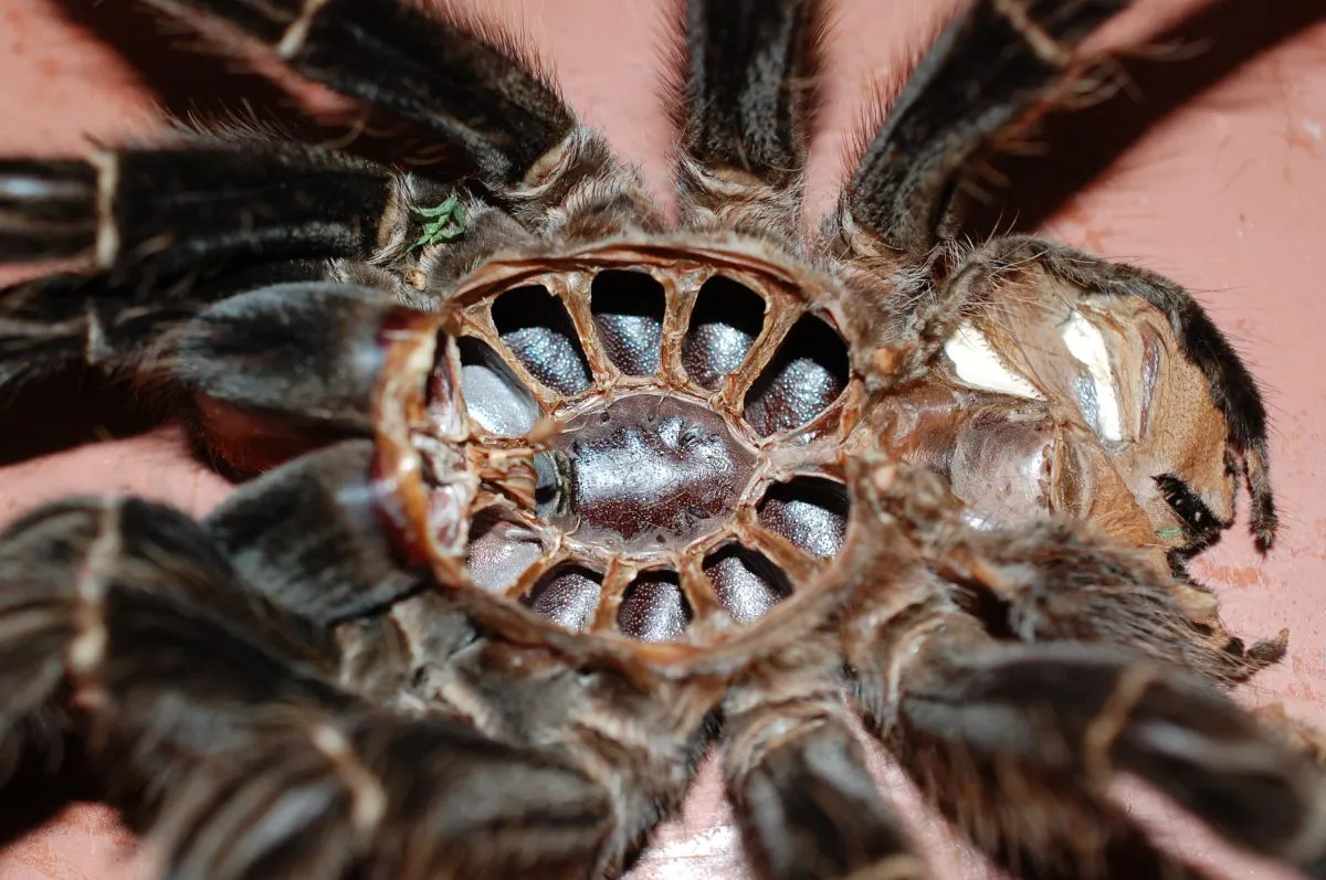 /img/20633-tarantula-parasite-infestation.webp