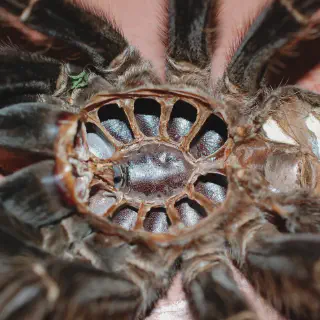 /img/20633-tarantula-parasite-infestation.webp