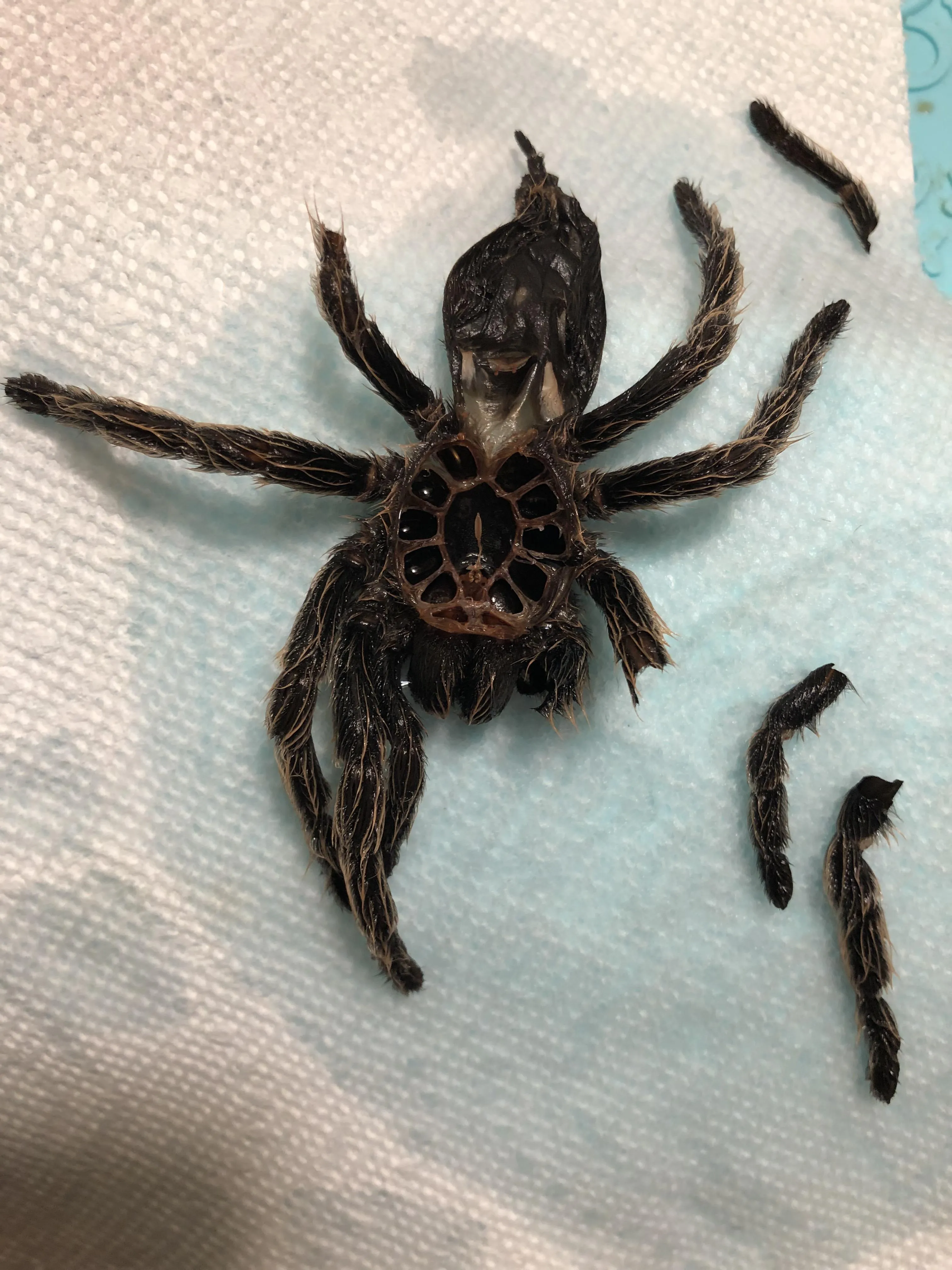 20634 newly molted tarantula