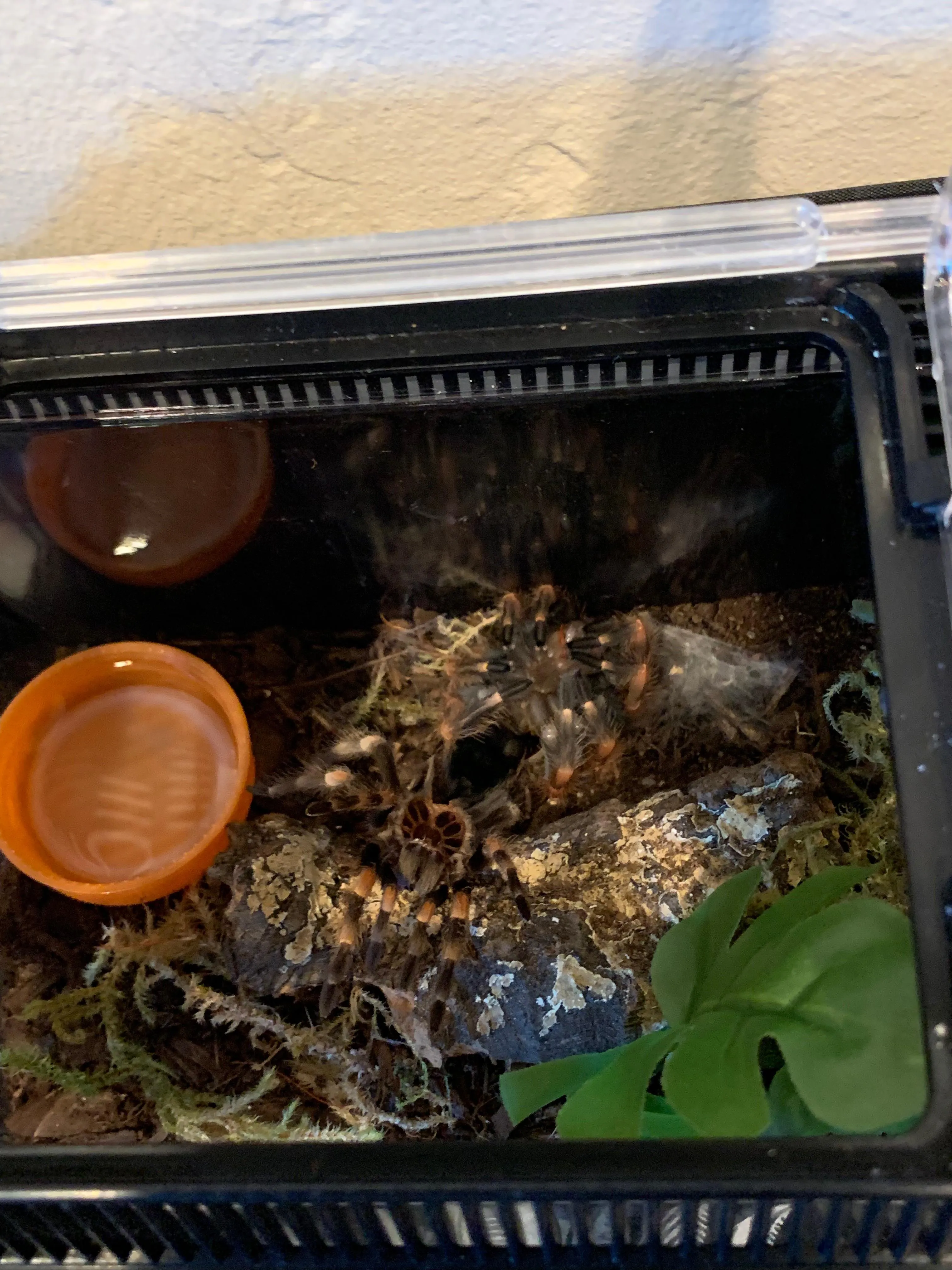 /img/20634-tarantula-feeding.webp