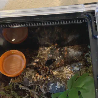 /img/20634-tarantula-feeding.webp