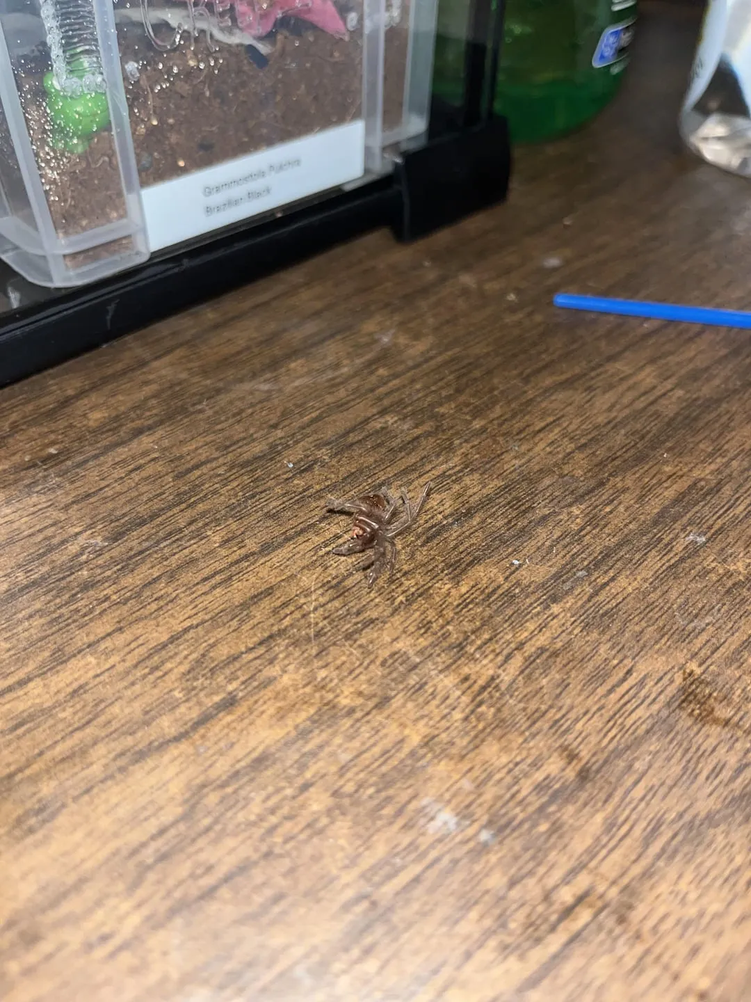 20634 tarantula preparing to molt