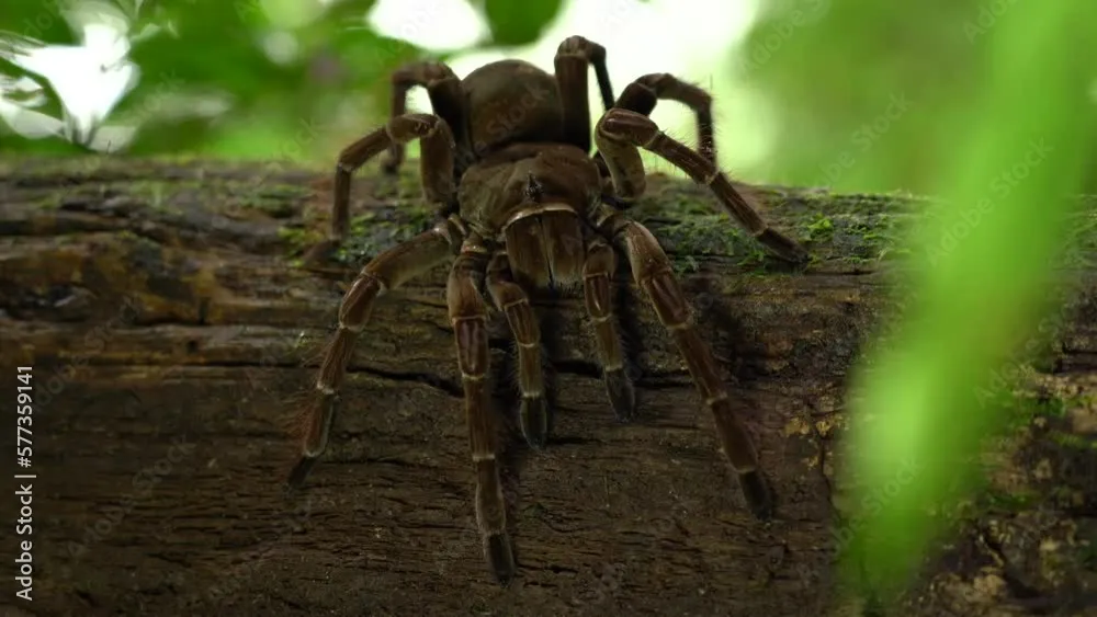 20636 goliath tarantula uk 1