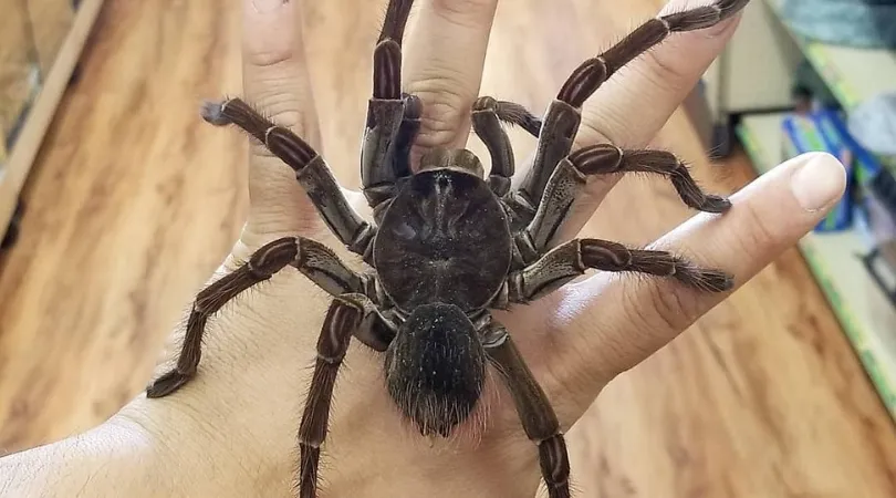 20636 goliath tarantula uk 2