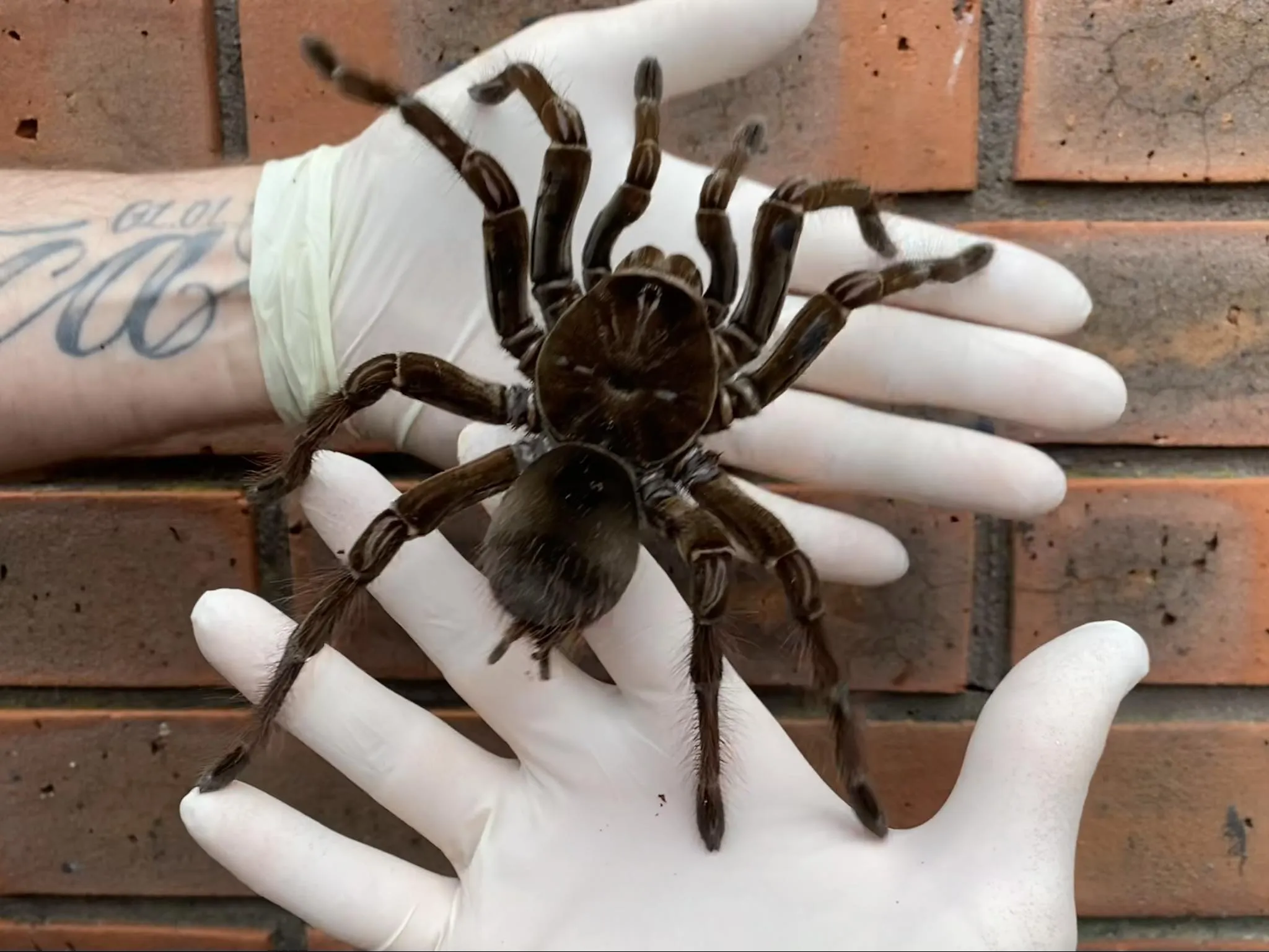 20636 goliath tarantula uk 3