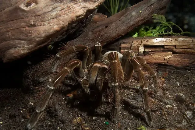 20636 goliath tarantula uk 4