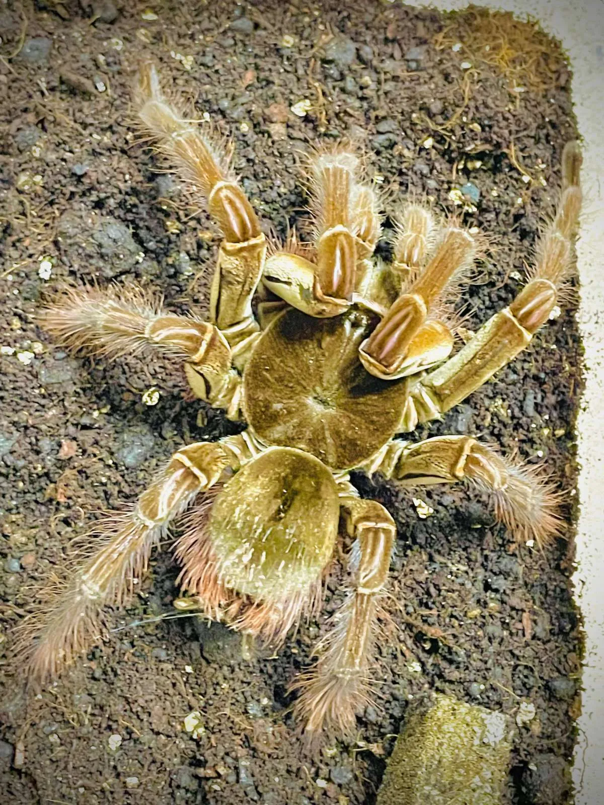 20636 goliath tarantula uk 5