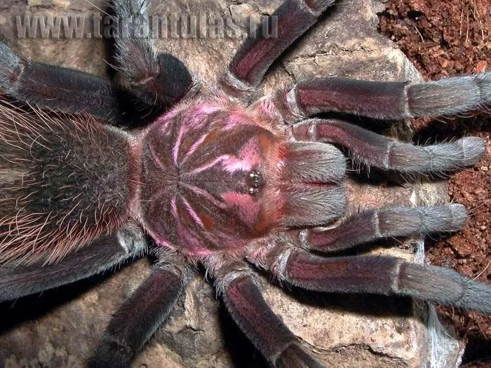 20636 goliath tarantula uk 6