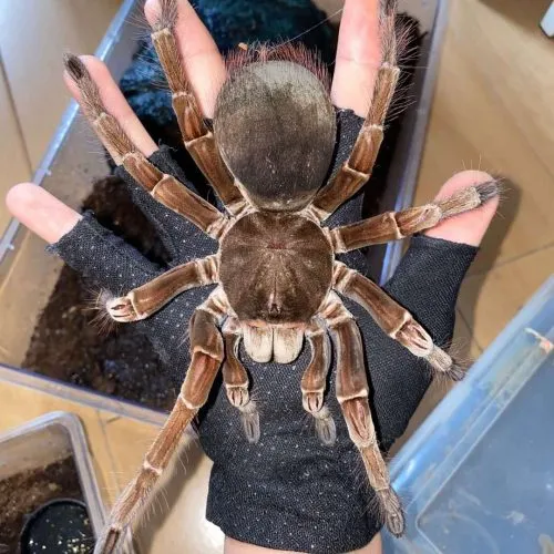 /img/20636-goliath-tarantula-uk-7.webp