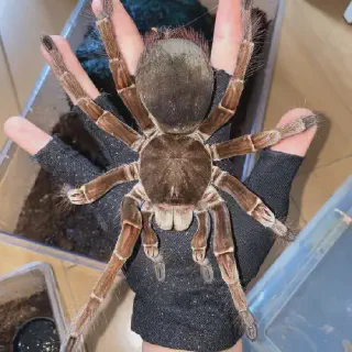 /img/20636-goliath-tarantula-uk-7.webp